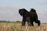 BOUVIER DES FLANDRES 207